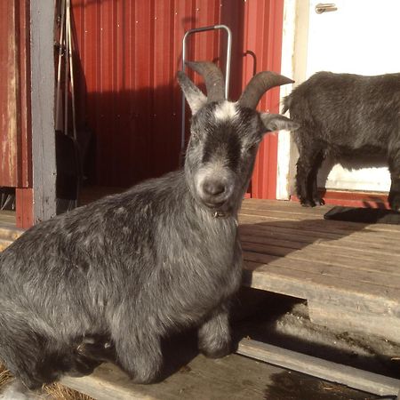 Ofelas Islandshaestar & Guideservice Kiruna Eksteriør billede