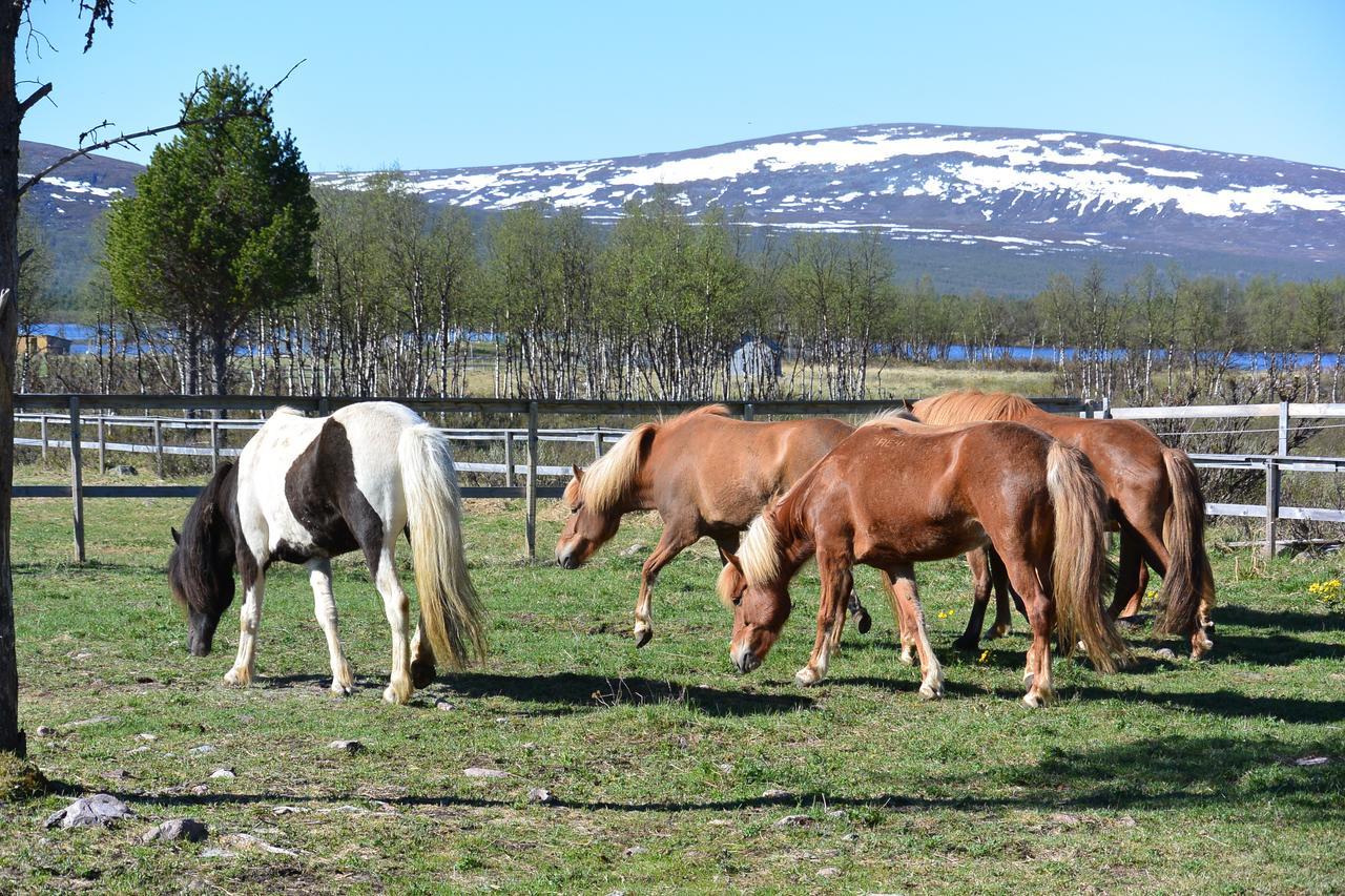 Ofelas Islandshaestar & Guideservice Kiruna Eksteriør billede