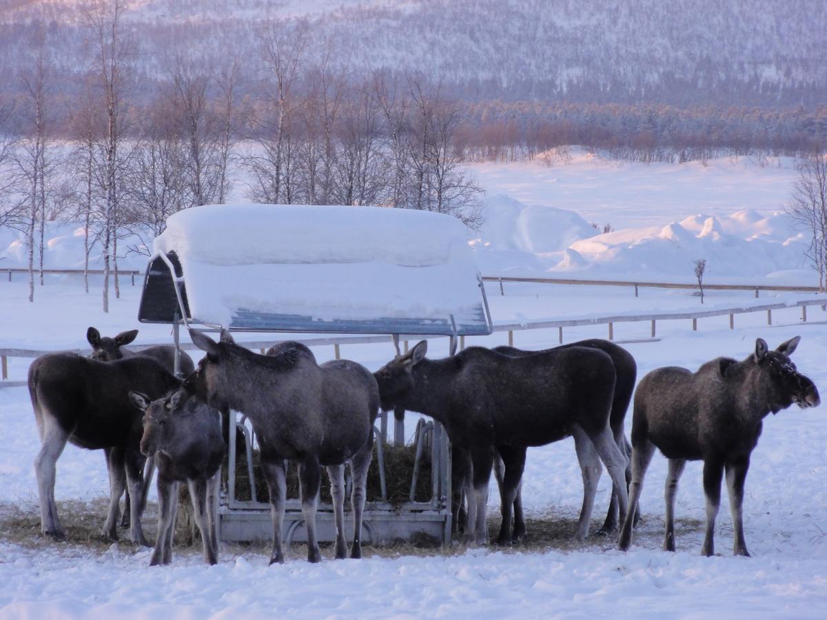 Ofelas Islandshaestar & Guideservice Kiruna Eksteriør billede